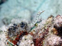 Reeftop Pipefish